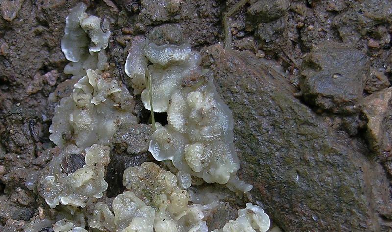 Uno sconosciuto (cfr. Sebacina sp.)